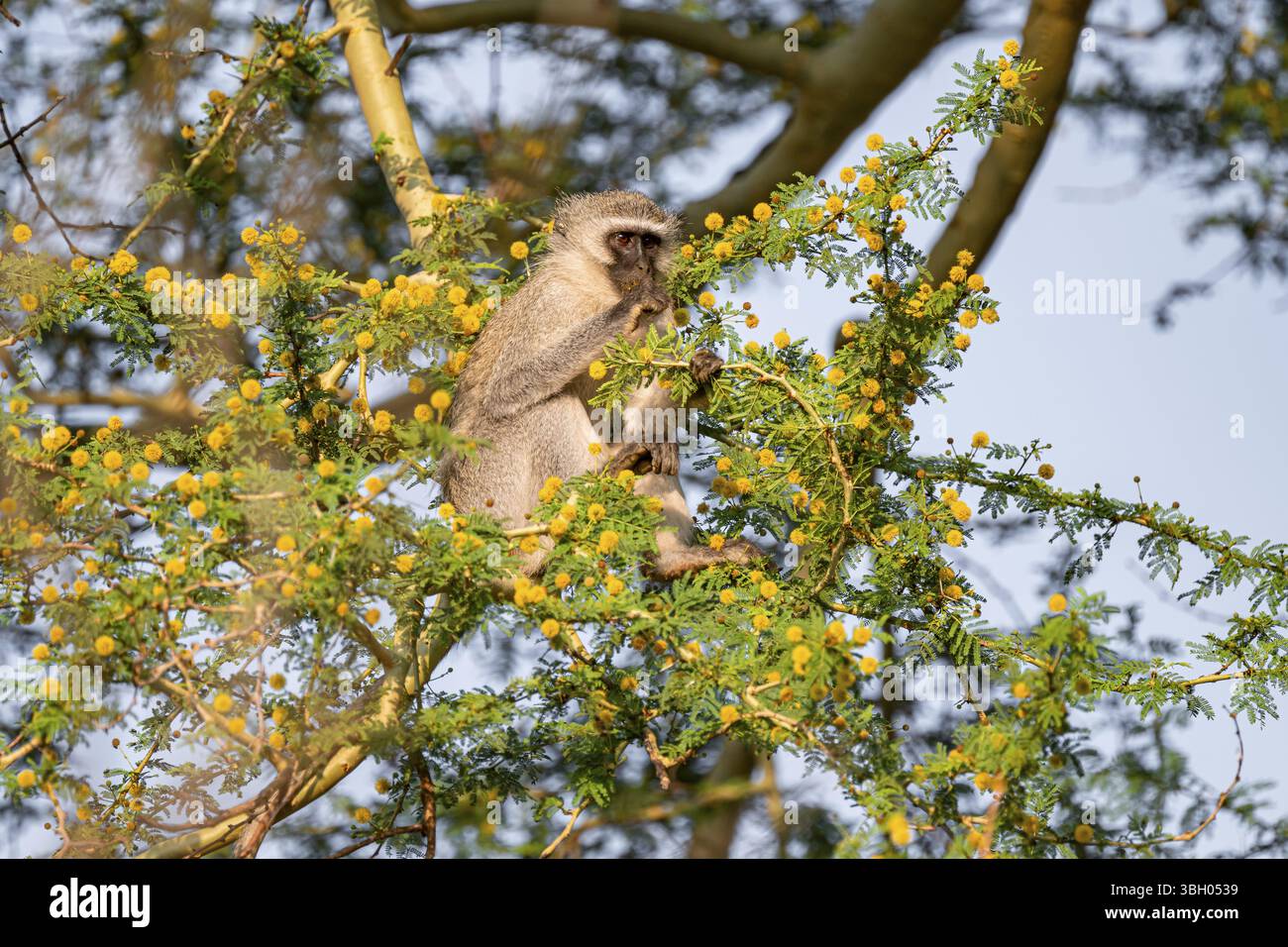 Scimmia vervet meridionale (Chlorocebus pygerythrus) seduta su un albero fiorito, mangiando i fiori gialli di un albero di acacia, Parco Nazionale Kruger, AFR meridionale Foto Stock