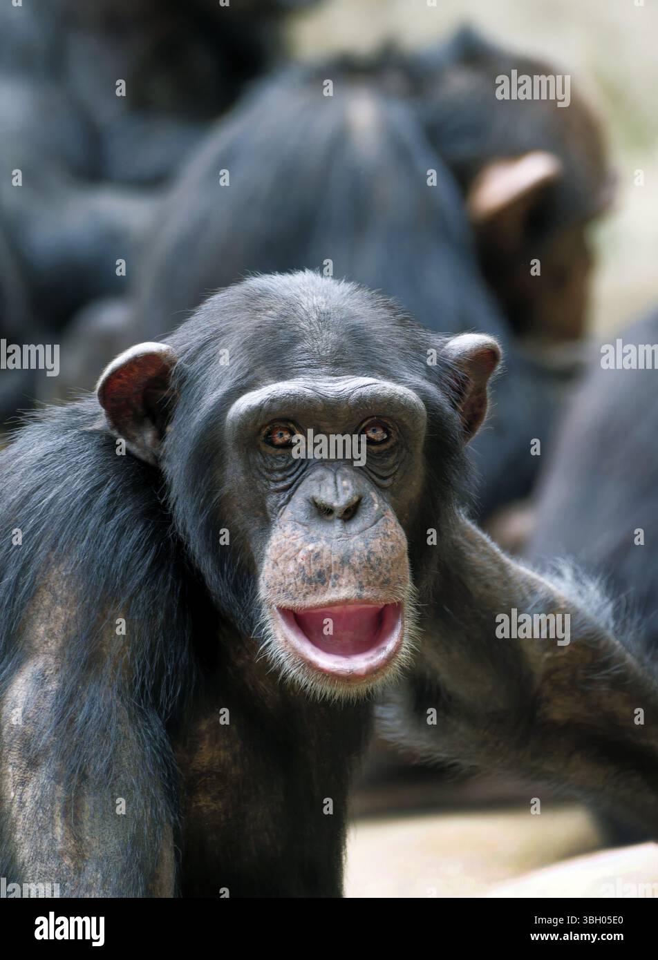 Ritratto di animali, scimpanzé occidentale (Pan troglodytes verus), prigioniero, adulto, distribuzione Africa centrale e occidentale Foto Stock