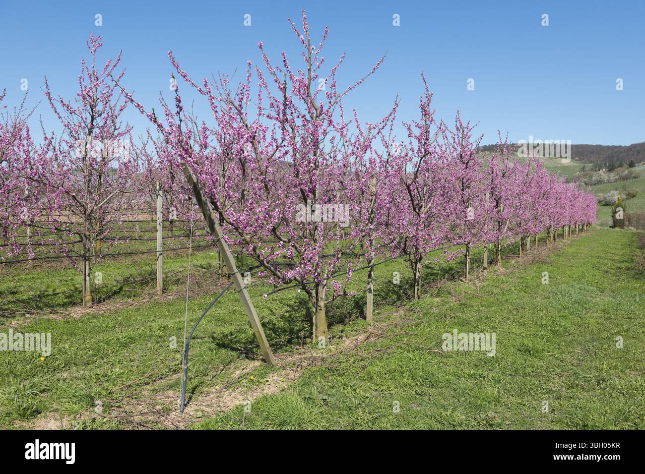 Alberi di pesca in piena fioritura in un ambiente rurale, Korb-Kleinheppach, Rems Valley, Baden-Wuerttemberg, Germania, Europa Foto Stock