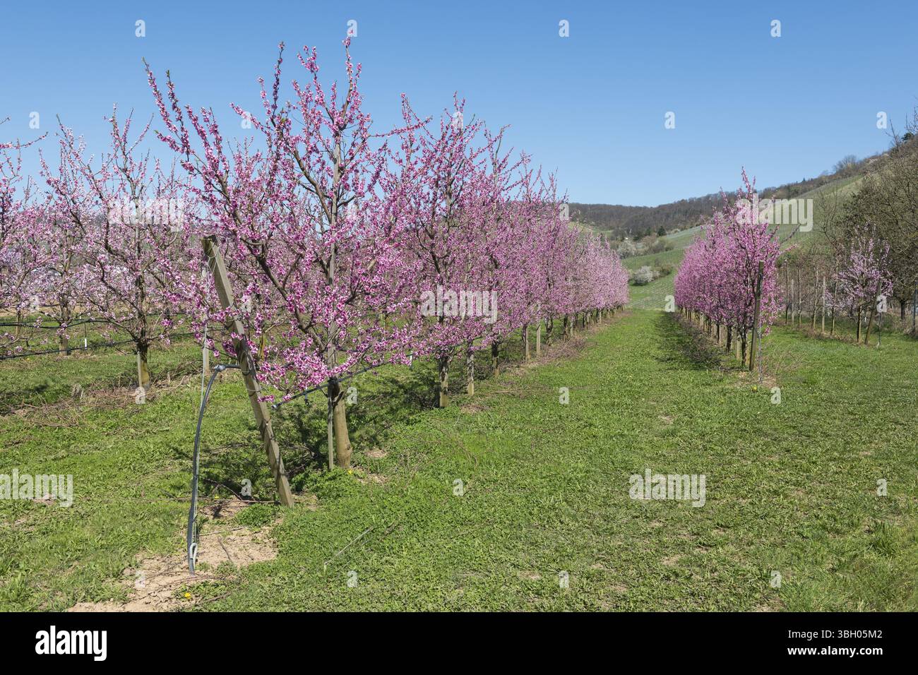 Frutteto di pesca in fiore con erba e colline, Korb-Kleinheppach, Rems Valley, Baden-Wuerttemberg, Germania, Europa Foto Stock