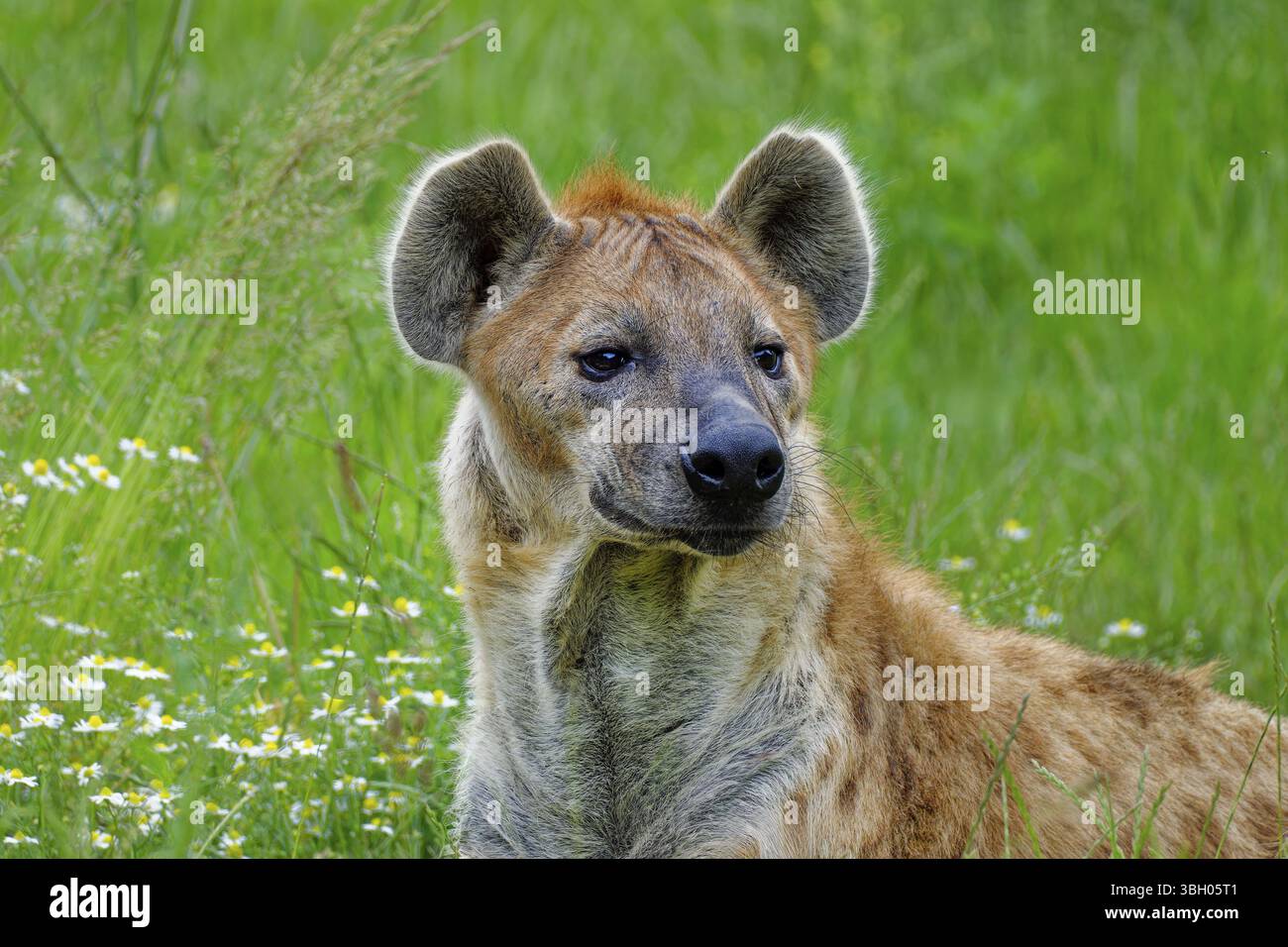 Ritratto di animali, iena maculata (Crocuta crocuta), attento, prigioniero, distribuzione Africa sub-sahariana Foto Stock
