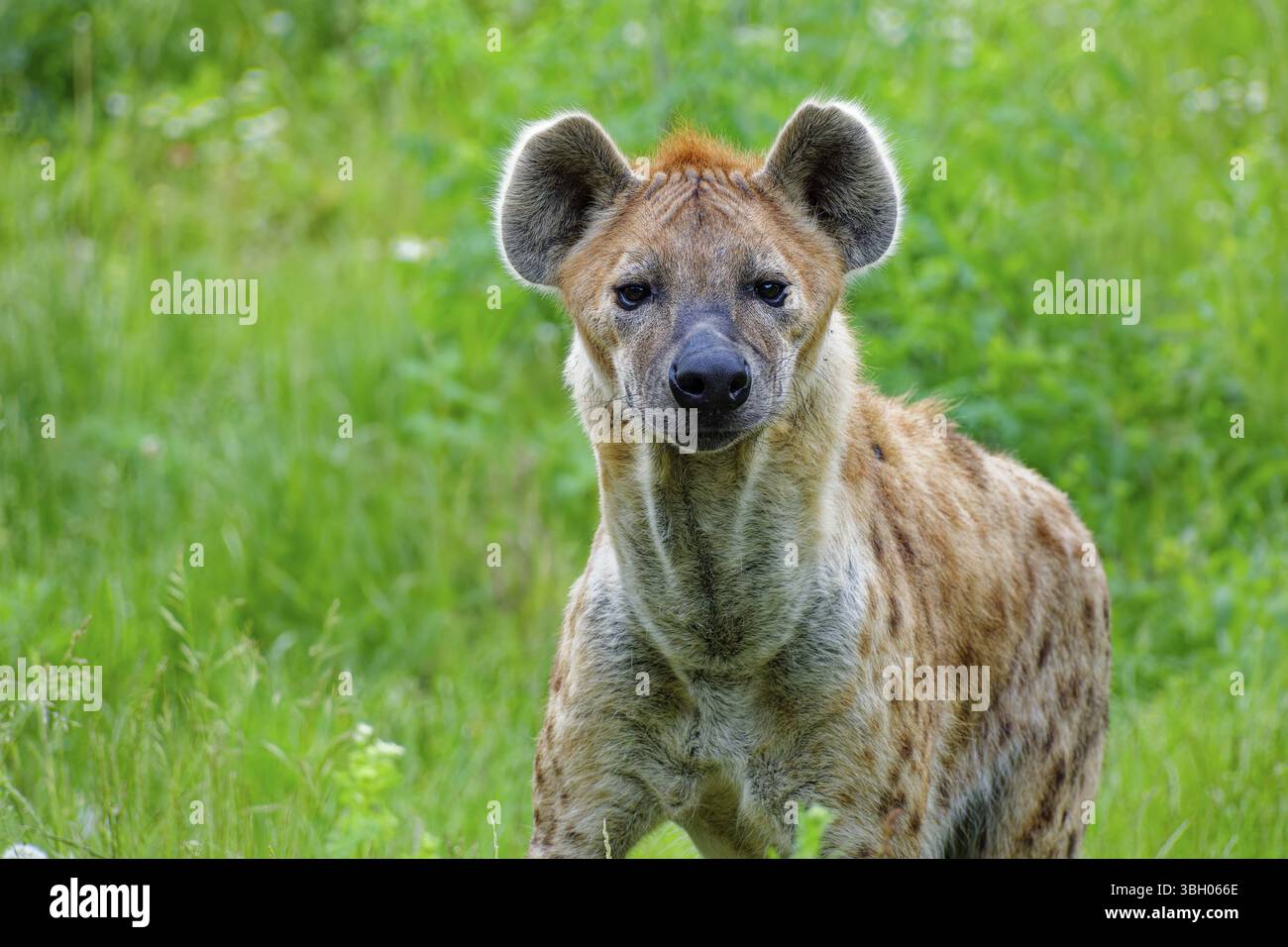Ritratto di animali, iena maculata (Crocuta crocuta), attento, prigioniero, distribuzione Africa sub-sahariana Foto Stock