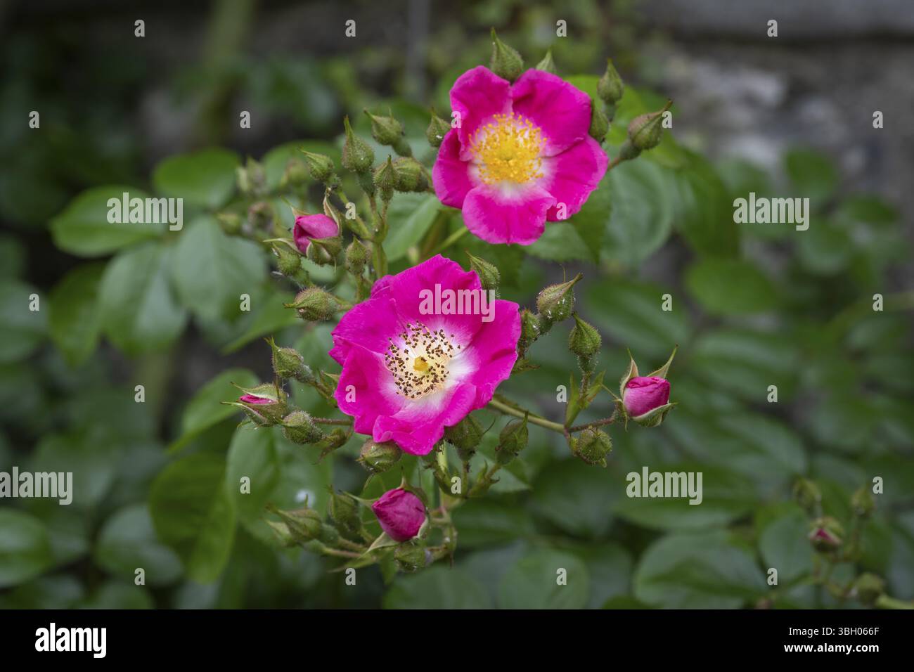 Nahaufnahme, Makro, Strauchrose, Wildrose, Minirose, Knospen uns offene Blueten, Deutschland Foto Stock