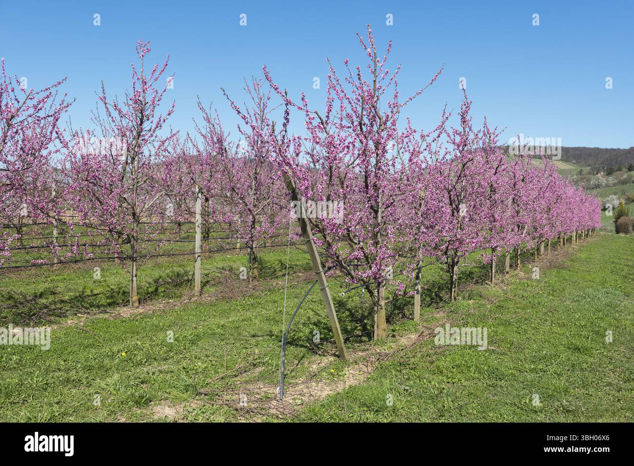 Frutteto di pesca in fiore con cielo azzurro, Korb-Kleinheppach, Rems Valley, Baden-Wuerttemberg, Germania, Europa Foto Stock