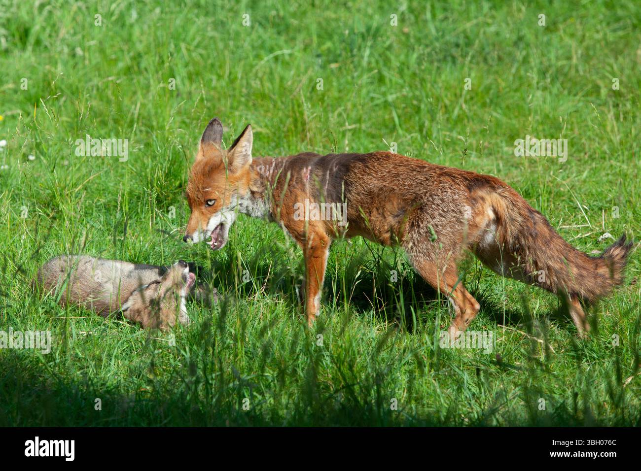 Meteo nel Regno Unito, 6 giugno 2025: Goditi una giornata di sole tra bande di docce a pioggia, una famiglia di cuccioli di volpe si aggira su un prato non mozzato a Clapham, nel sud di Londra. Ad un certo punto la loro madre nutriva i cuccioli, ma continuavano a rotolarsi l'uno sull'altro anche quando si nutrivano. Crediti: Anna Watson/Alamy Live News Foto Stock