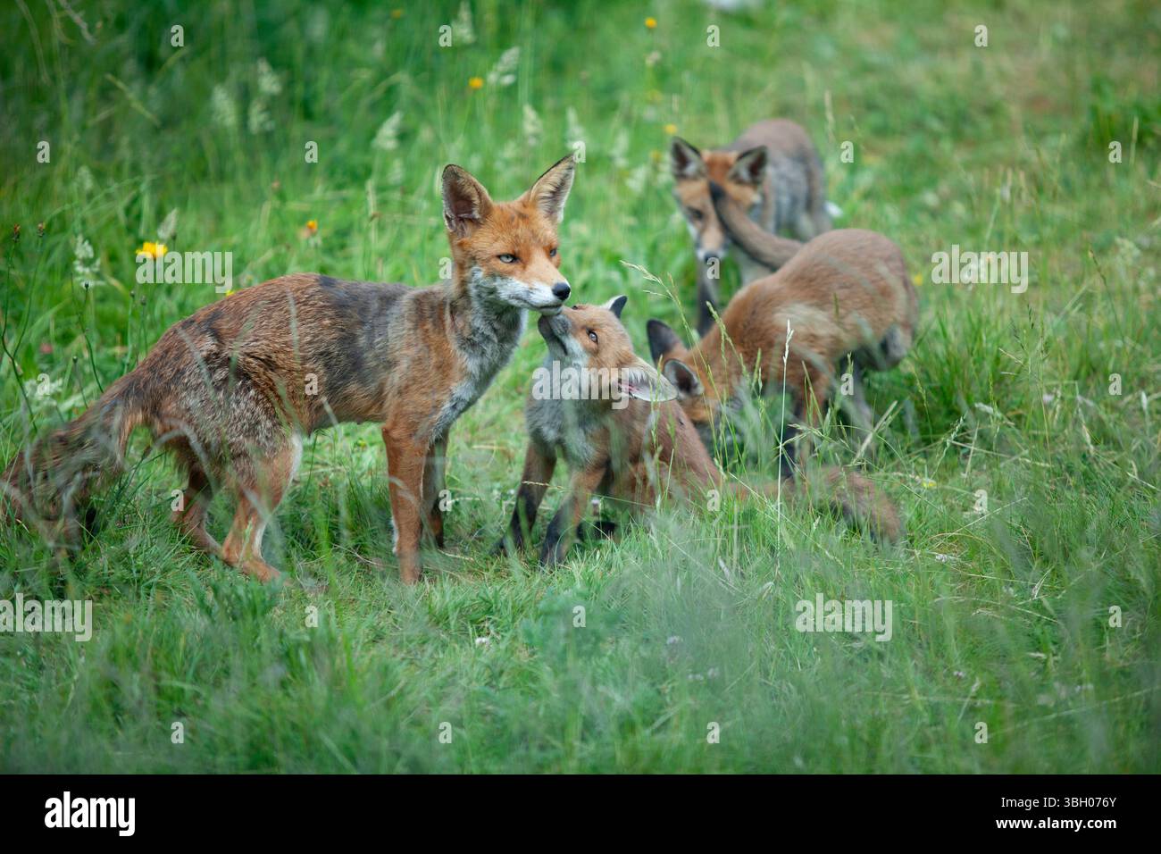 Meteo nel Regno Unito, 6 giugno 2025: Goditi una giornata di sole tra bande di docce a pioggia, una famiglia di cuccioli di volpe si aggira su un prato non mozzato a Clapham, nel sud di Londra. Ad un certo punto la loro madre nutriva i cuccioli, ma continuavano a rotolarsi l'uno sull'altro anche quando si nutrivano. Crediti: Anna Watson/Alamy Live News Foto Stock