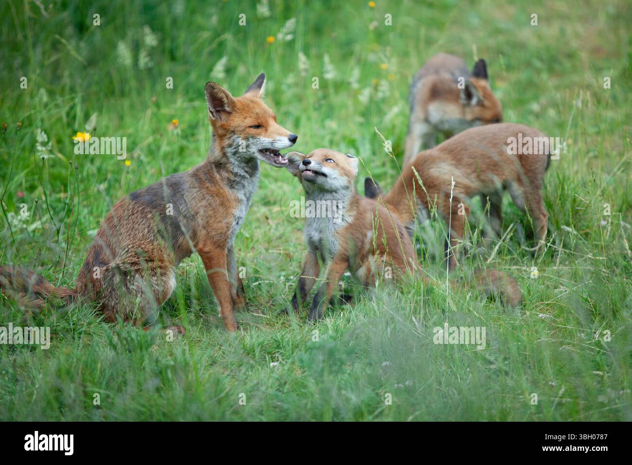 Meteo nel Regno Unito, 6 giugno 2025: Goditi una giornata di sole tra bande di docce a pioggia, una famiglia di cuccioli di volpe si aggira su un prato non mozzato a Clapham, nel sud di Londra. Ad un certo punto la loro madre nutriva i cuccioli, ma continuavano a rotolarsi l'uno sull'altro anche quando si nutrivano. Crediti: Anna Watson/Alamy Live News Foto Stock
