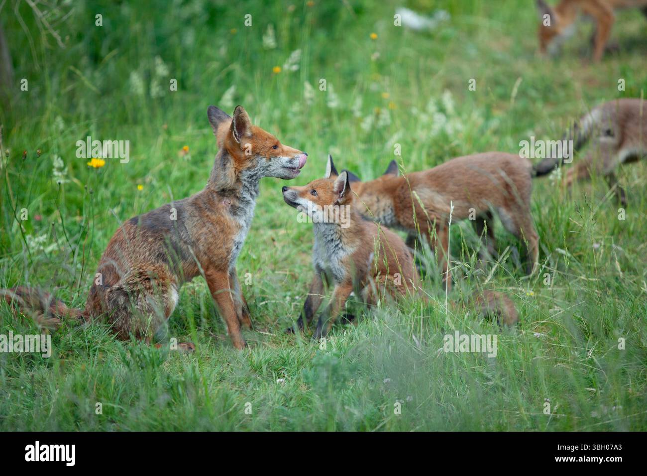 Meteo nel Regno Unito, 6 giugno 2025: Goditi una giornata di sole tra bande di docce a pioggia, una famiglia di cuccioli di volpe si aggira su un prato non mozzato a Clapham, nel sud di Londra. Ad un certo punto la loro madre nutriva i cuccioli, ma continuavano a rotolarsi l'uno sull'altro anche quando si nutrivano. Crediti: Anna Watson/Alamy Live News Foto Stock