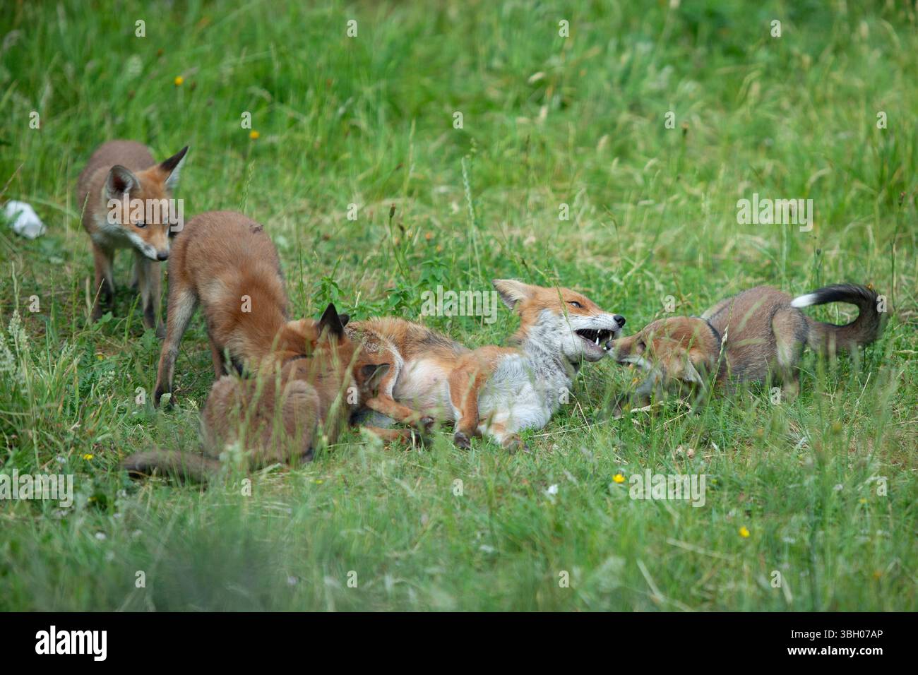 Meteo nel Regno Unito, 6 giugno 2025: Goditi una giornata di sole tra bande di docce a pioggia, una famiglia di cuccioli di volpe si aggira su un prato non mozzato a Clapham, nel sud di Londra. Ad un certo punto la loro madre nutriva i cuccioli, ma continuavano a rotolarsi l'uno sull'altro anche quando si nutrivano. Crediti: Anna Watson/Alamy Live News Foto Stock