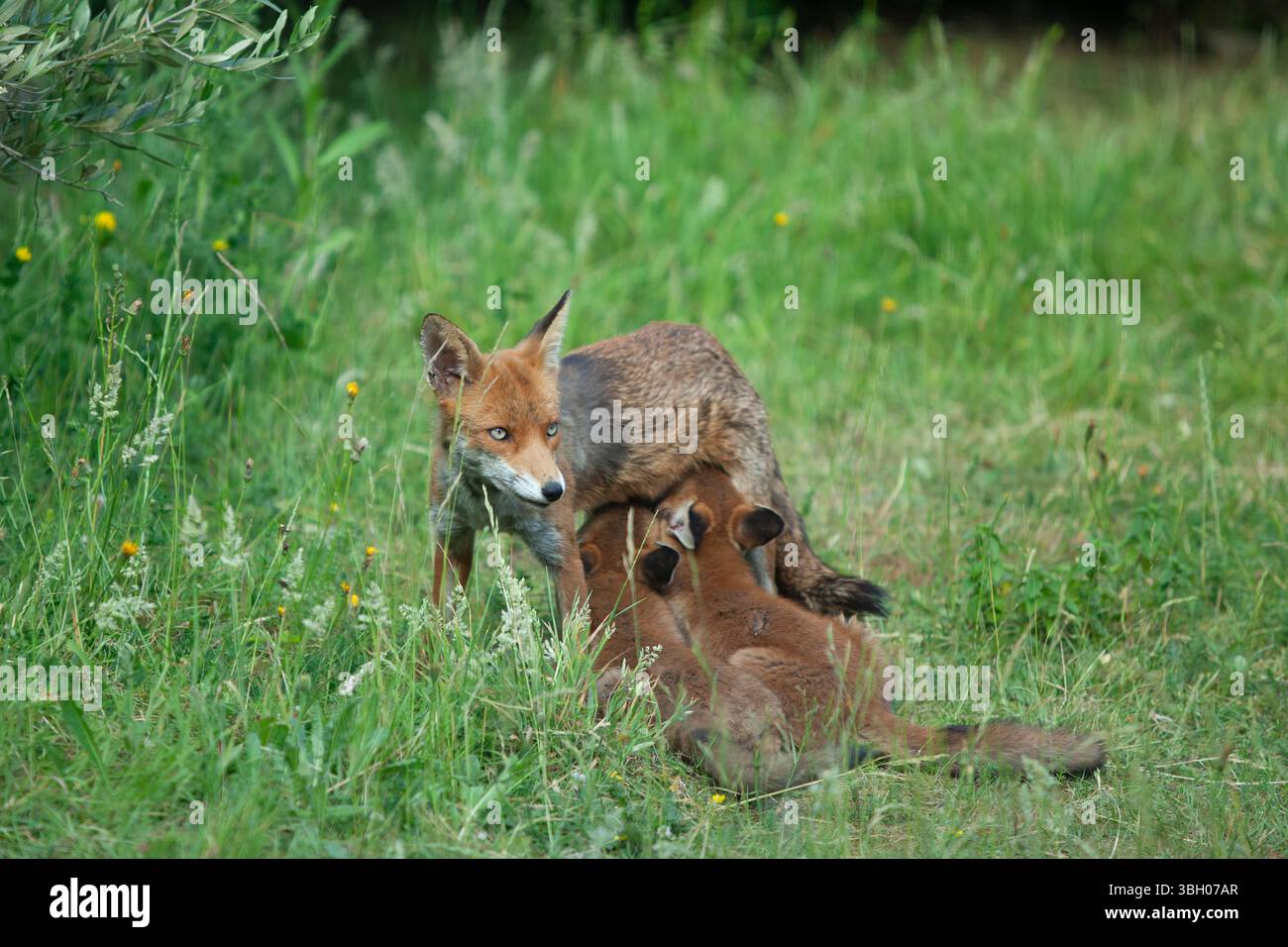 Meteo nel Regno Unito, 6 giugno 2025: Goditi una giornata di sole tra bande di docce a pioggia, una famiglia di cuccioli di volpe si aggira su un prato non mozzato a Clapham, nel sud di Londra. Ad un certo punto la loro madre nutriva i cuccioli, ma continuavano a rotolarsi l'uno sull'altro anche quando si nutrivano. Crediti: Anna Watson/Alamy Live News Foto Stock