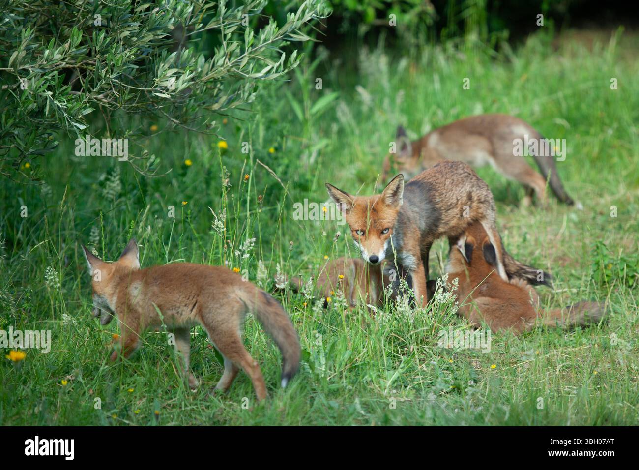 Meteo nel Regno Unito, 6 giugno 2025: Goditi una giornata di sole tra bande di docce a pioggia, una famiglia di cuccioli di volpe si aggira su un prato non mozzato a Clapham, nel sud di Londra. Ad un certo punto la loro madre nutriva i cuccioli, ma continuavano a rotolarsi l'uno sull'altro anche quando si nutrivano. Crediti: Anna Watson/Alamy Live News Foto Stock