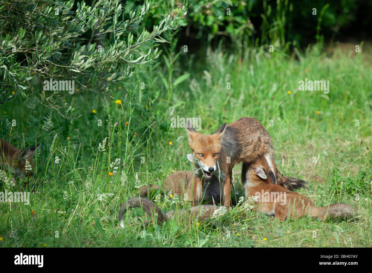 Meteo nel Regno Unito, 6 giugno 2025: Goditi una giornata di sole tra bande di docce a pioggia, una famiglia di cuccioli di volpe si aggira su un prato non mozzato a Clapham, nel sud di Londra. Ad un certo punto la loro madre nutriva i cuccioli, ma continuavano a rotolarsi l'uno sull'altro anche quando si nutrivano. Crediti: Anna Watson/Alamy Live News Foto Stock