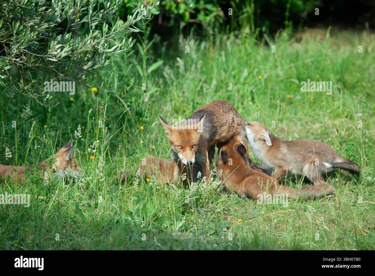Meteo nel Regno Unito, 6 giugno 2025: Goditi una giornata di sole tra bande di docce a pioggia, una famiglia di cuccioli di volpe si aggira su un prato non mozzato a Clapham, nel sud di Londra. Ad un certo punto la loro madre nutriva i cuccioli, ma continuavano a rotolarsi l'uno sull'altro anche quando si nutrivano. Crediti: Anna Watson/Alamy Live News Foto Stock