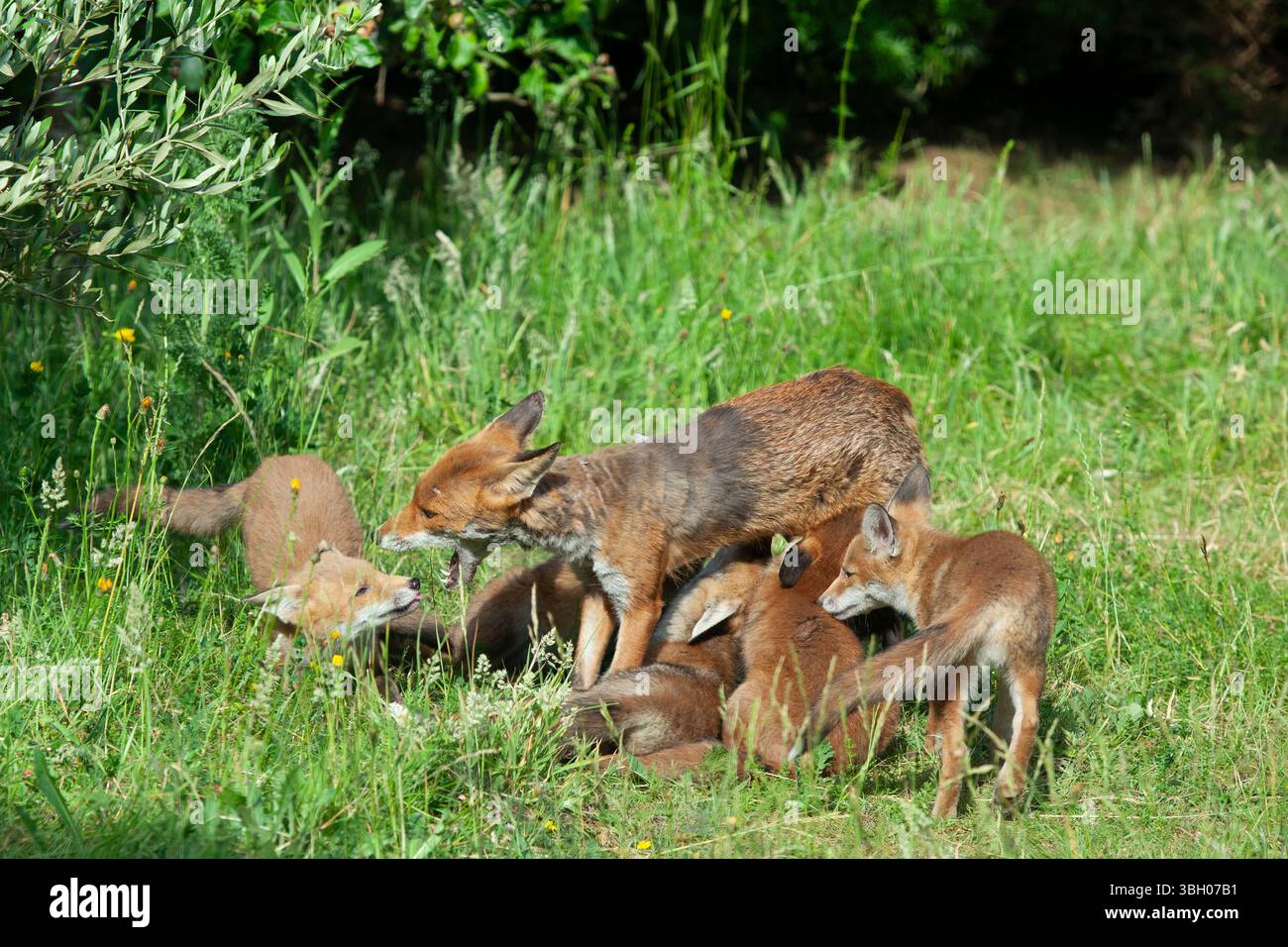 Meteo nel Regno Unito, 6 giugno 2025: Goditi una giornata di sole tra bande di docce a pioggia, una famiglia di cuccioli di volpe si aggira su un prato non mozzato a Clapham, nel sud di Londra. Ad un certo punto la loro madre nutriva i cuccioli, ma continuavano a rotolarsi l'uno sull'altro anche quando si nutrivano. Crediti: Anna Watson/Alamy Live News Foto Stock