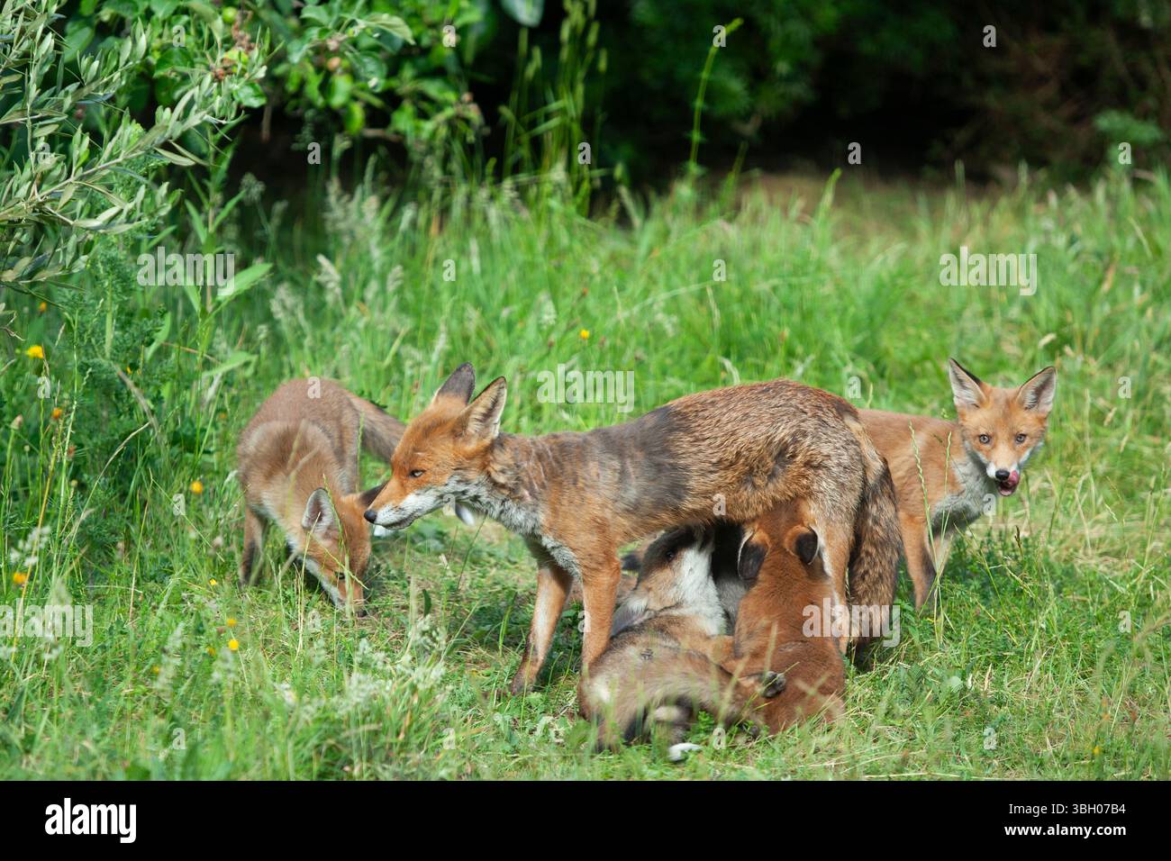 Meteo nel Regno Unito, 6 giugno 2025: Goditi una giornata di sole tra bande di docce a pioggia, una famiglia di cuccioli di volpe si aggira su un prato non mozzato a Clapham, nel sud di Londra. Ad un certo punto la loro madre nutriva i cuccioli, ma continuavano a rotolarsi l'uno sull'altro anche quando si nutrivano. Crediti: Anna Watson/Alamy Live News Foto Stock