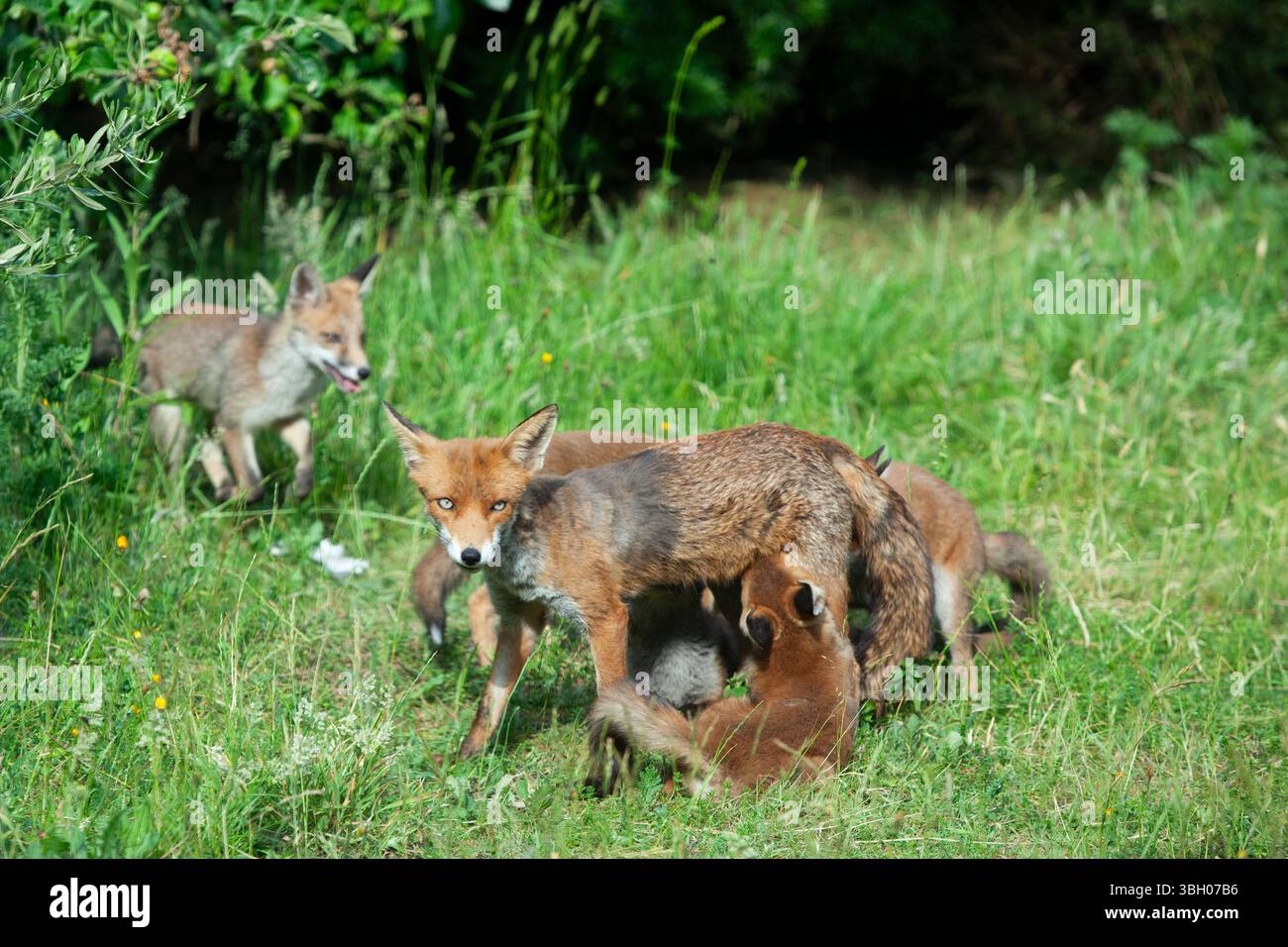 Meteo nel Regno Unito, 6 giugno 2025: Goditi una giornata di sole tra bande di docce a pioggia, una famiglia di cuccioli di volpe si aggira su un prato non mozzato a Clapham, nel sud di Londra. Ad un certo punto la loro madre nutriva i cuccioli, ma continuavano a rotolarsi l'uno sull'altro anche quando si nutrivano. Crediti: Anna Watson/Alamy Live News Foto Stock