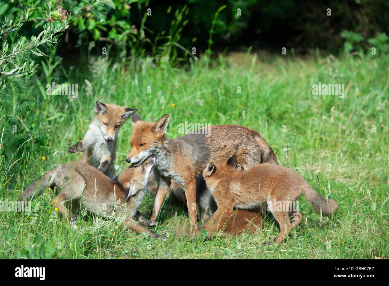 Meteo nel Regno Unito, 6 giugno 2025: Goditi una giornata di sole tra bande di docce a pioggia, una famiglia di cuccioli di volpe si aggira su un prato non mozzato a Clapham, nel sud di Londra. Ad un certo punto la loro madre nutriva i cuccioli, ma continuavano a rotolarsi l'uno sull'altro anche quando si nutrivano. Crediti: Anna Watson/Alamy Live News Foto Stock