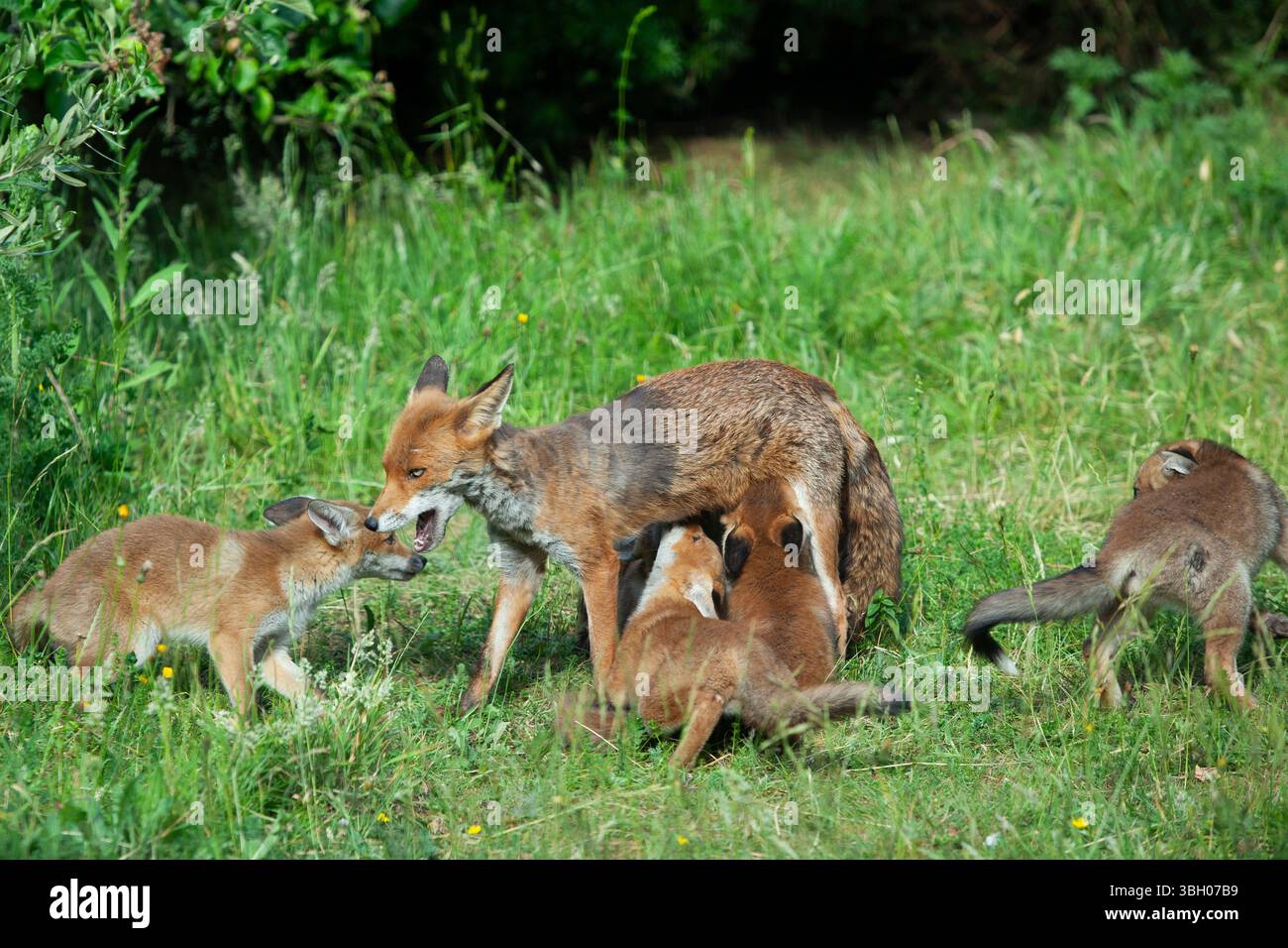 Meteo nel Regno Unito, 6 giugno 2025: Goditi una giornata di sole tra bande di docce a pioggia, una famiglia di cuccioli di volpe si aggira su un prato non mozzato a Clapham, nel sud di Londra. Ad un certo punto la loro madre nutriva i cuccioli, ma continuavano a rotolarsi l'uno sull'altro anche quando si nutrivano. Crediti: Anna Watson/Alamy Live News Foto Stock
