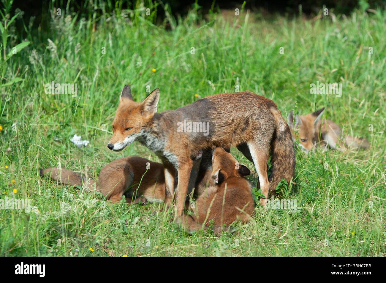 Meteo nel Regno Unito, 6 giugno 2025: Goditi una giornata di sole tra bande di docce a pioggia, una famiglia di cuccioli di volpe si aggira su un prato non mozzato a Clapham, nel sud di Londra. Ad un certo punto la loro madre nutriva i cuccioli, ma continuavano a rotolarsi l'uno sull'altro anche quando si nutrivano. Crediti: Anna Watson/Alamy Live News Foto Stock