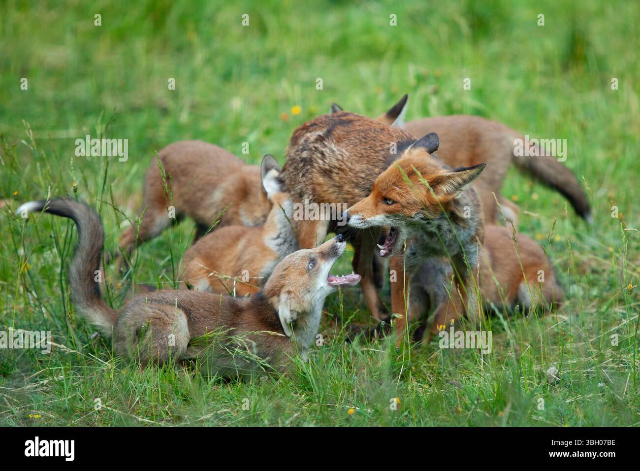 Meteo nel Regno Unito, 6 giugno 2025: Goditi una giornata di sole tra bande di docce a pioggia, una famiglia di cuccioli di volpe si aggira su un prato non mozzato a Clapham, nel sud di Londra. Ad un certo punto la loro madre nutriva i cuccioli, ma continuavano a rotolarsi l'uno sull'altro anche quando si nutrivano. Crediti: Anna Watson/Alamy Live News Foto Stock