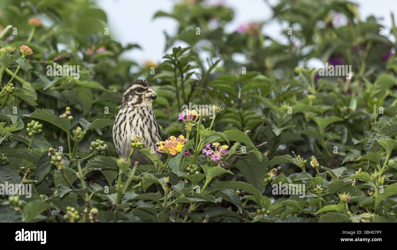 Uccellino a mangiare piccoli frutti di fioritura delle piante in un giardino Foto Stock