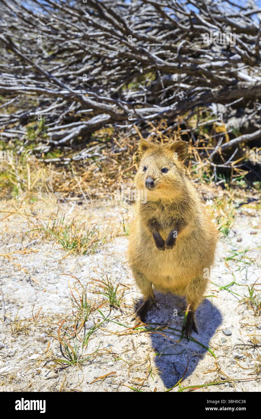 Una graziosa Quokka all'aperto a Rottnest Island, nell'Australia Occidentale. Quokka è considerato l'animale più felice del mondo. Stagione estiva, giorno di sole. Verti Foto Stock