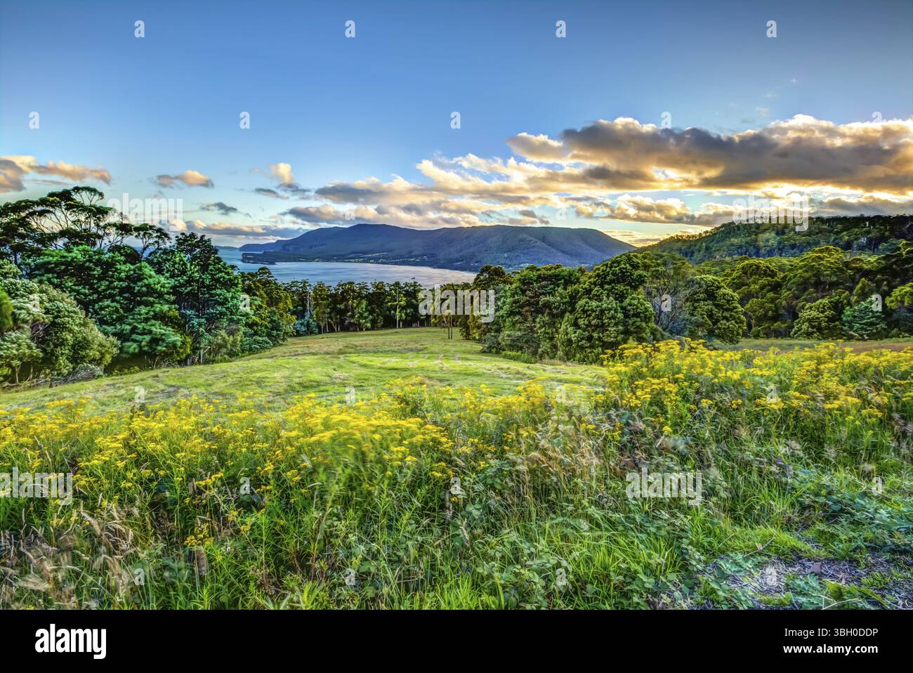 Si affaccia sulla penisola di Tasmasn nel collo di Eaglehawk, Arthur Highway, Tasmania, Australia, Oceania Foto Stock