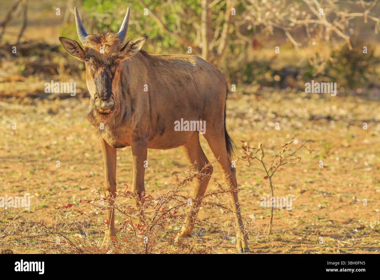 Vitello di GNU, Connochaetes Gnou, situato nella savana, nel Parco Nazionale di Pilanesberg, Sudafrica. Stagione secca. La GNU è un genere di antilopi Foto Stock