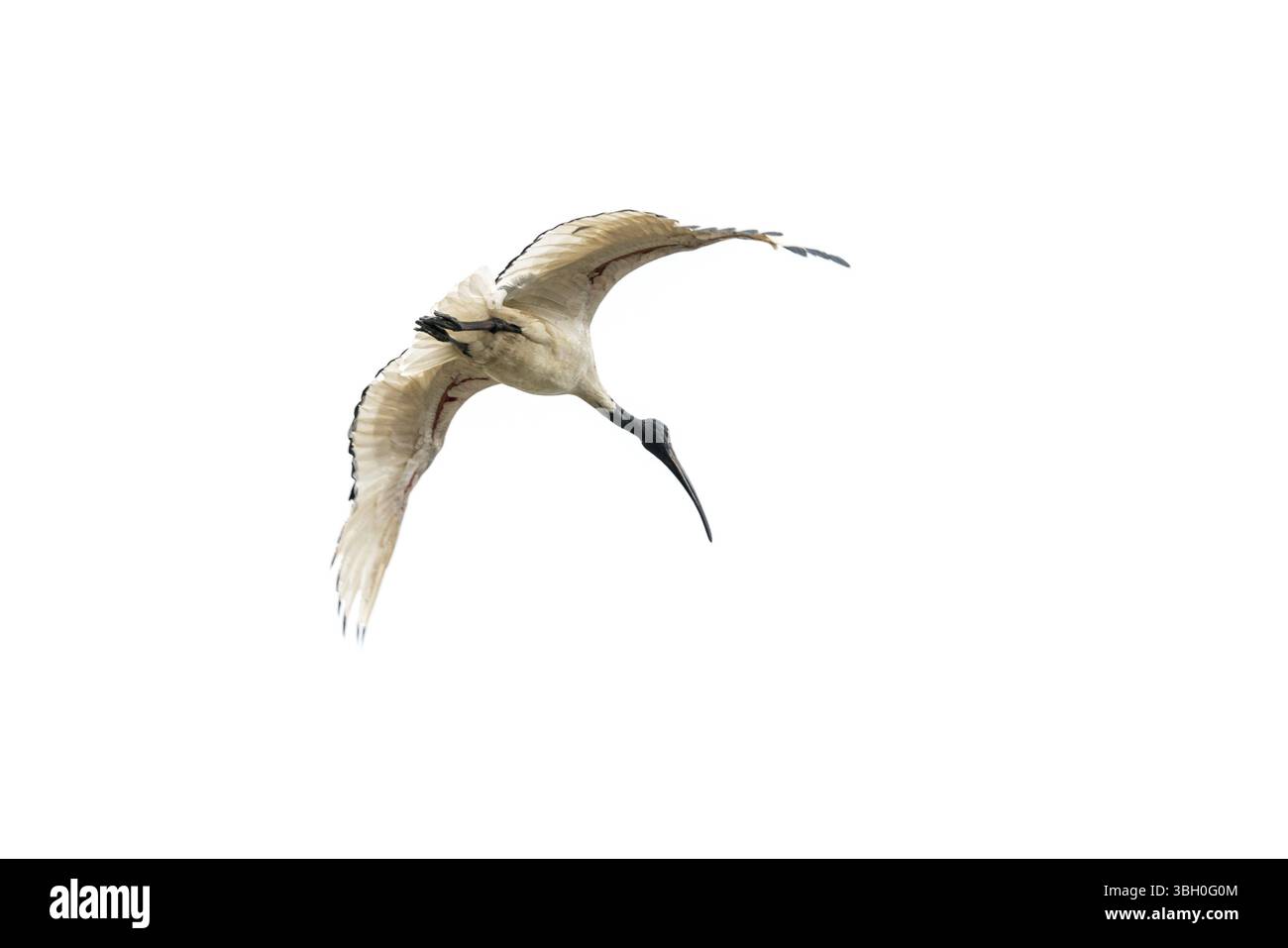 Un bianco Ibis volare in aria con le ali stese Foto Stock