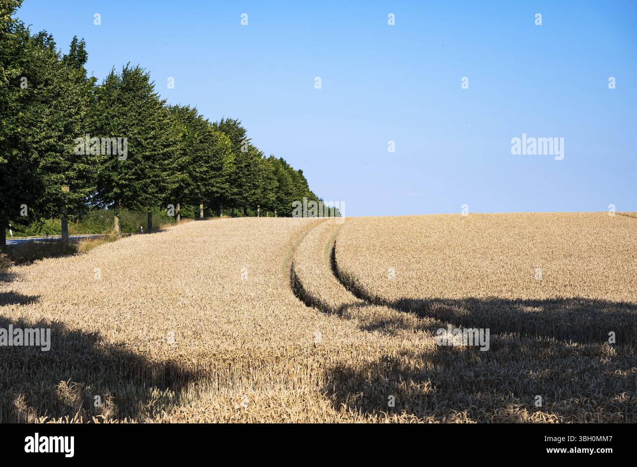Campi agricoli dorati con piantagioni di grano e ombre dure intorno a Groemitz, Holstein, Germania, Europa Foto Stock