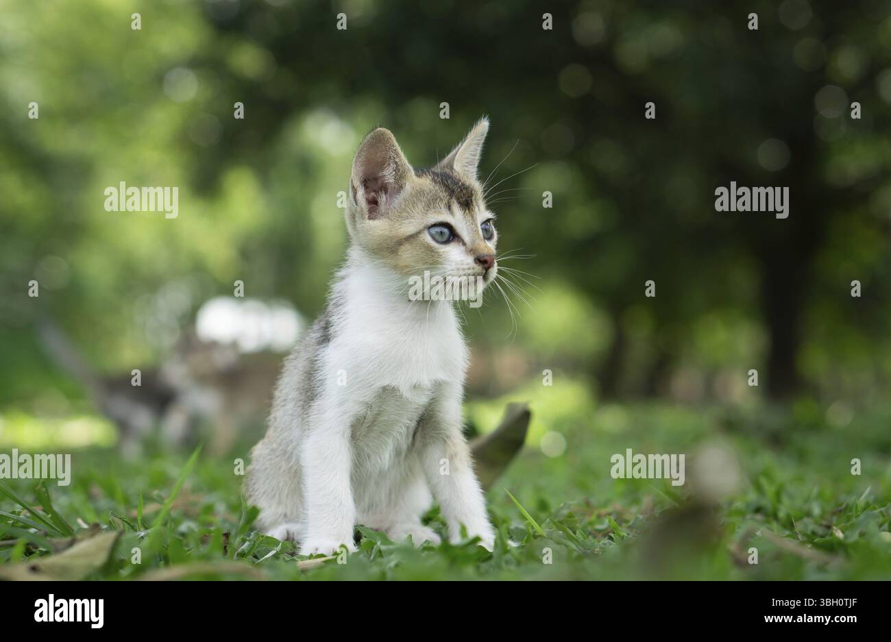 Un gattino di allerta seduto sull'erba con un lussureggiante fogliame verde sullo sfondo, Gazipur, Bangladesh, Asia Foto Stock