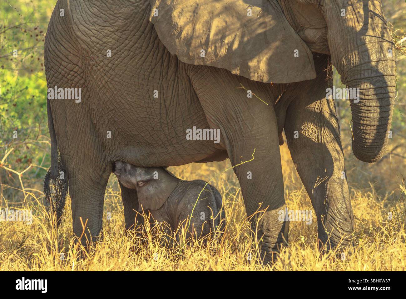 Vitello elefante che beve latte dalla mamma. Safari nel Parco Nazionale di Pilanesberg, Sudafrica. L'elefante africano fa parte dei Big Five Foto Stock
