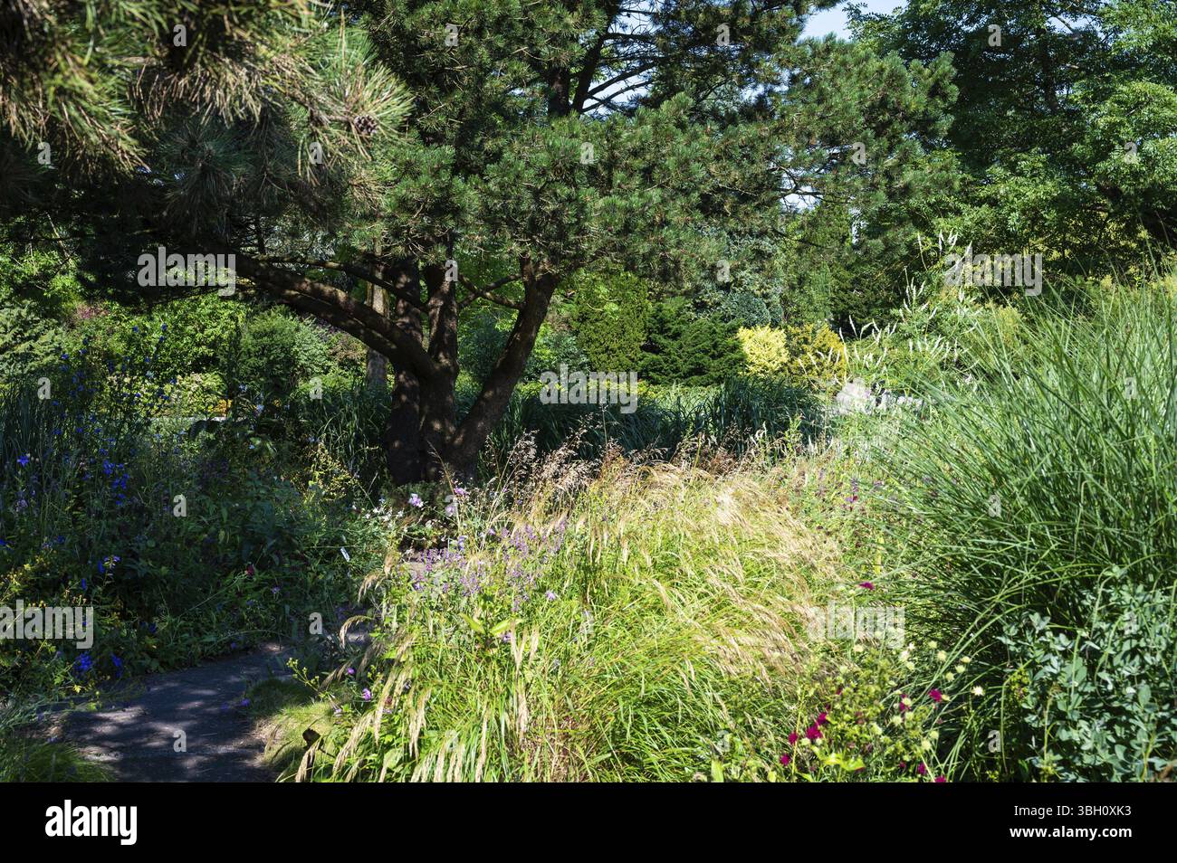 Il giardino botanico universitario, il Loki Schmidt Garten ad Altona Amburgo, Germania, Europa Foto Stock