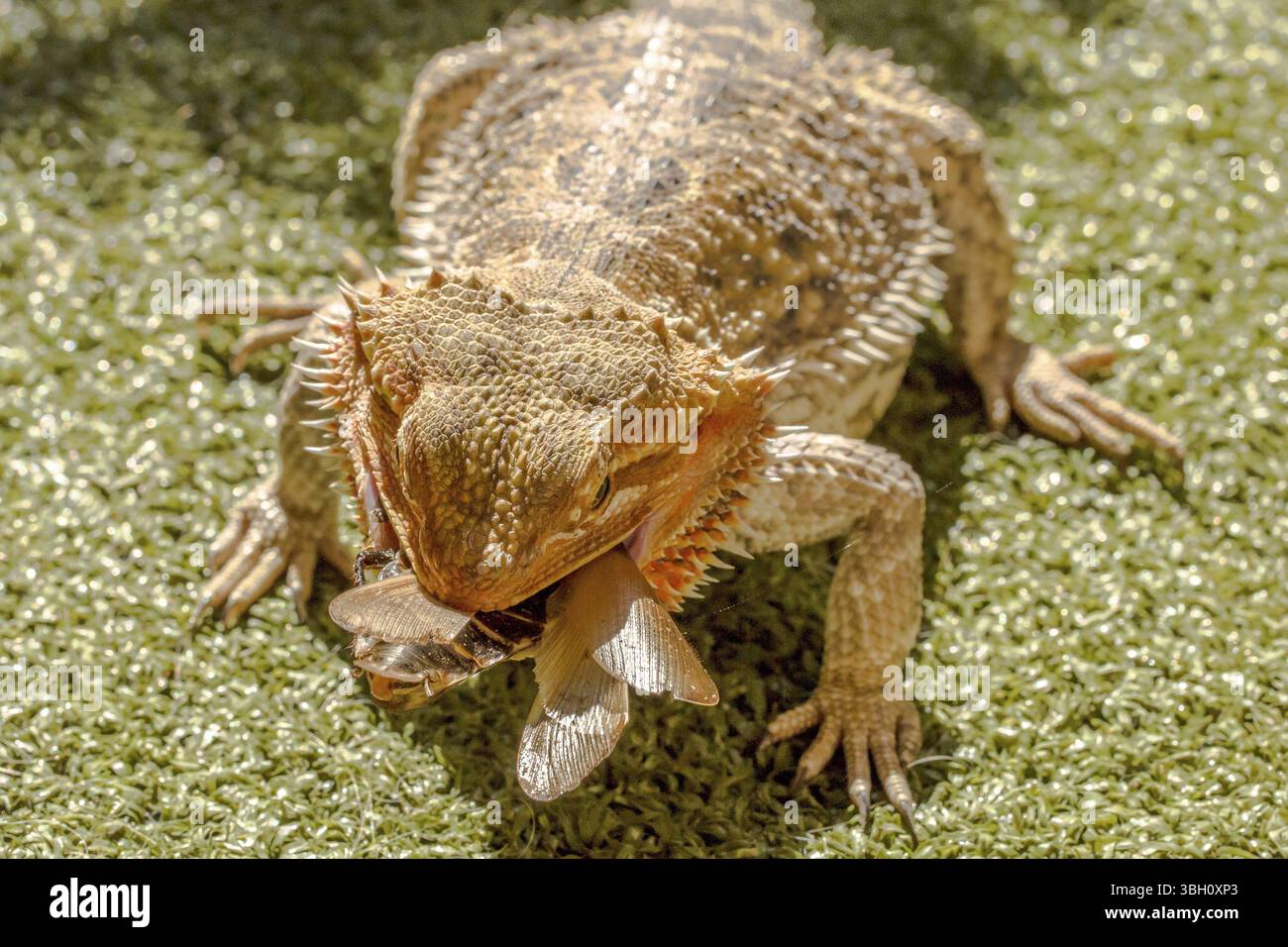 Pogona Vitticept mangia coleottero su sfondo verde erba Foto Stock