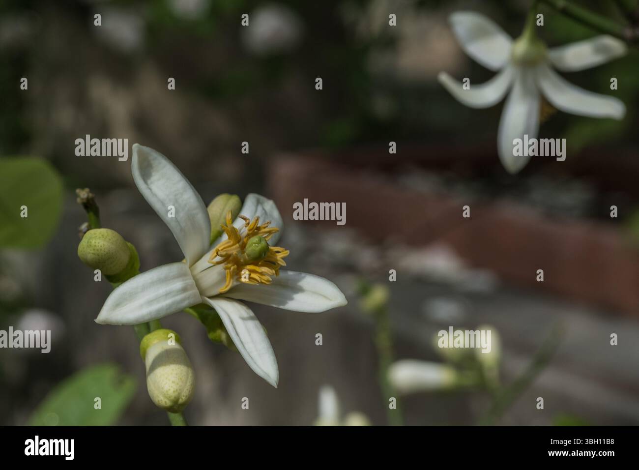 Fiore di limone bianco isolato Foto Stock