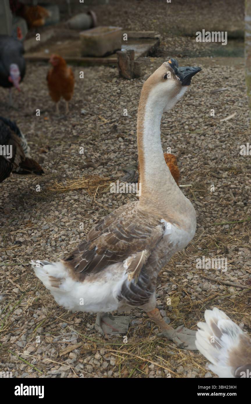 L'oca interagisce con altri animali da fattoria. Foto Stock
