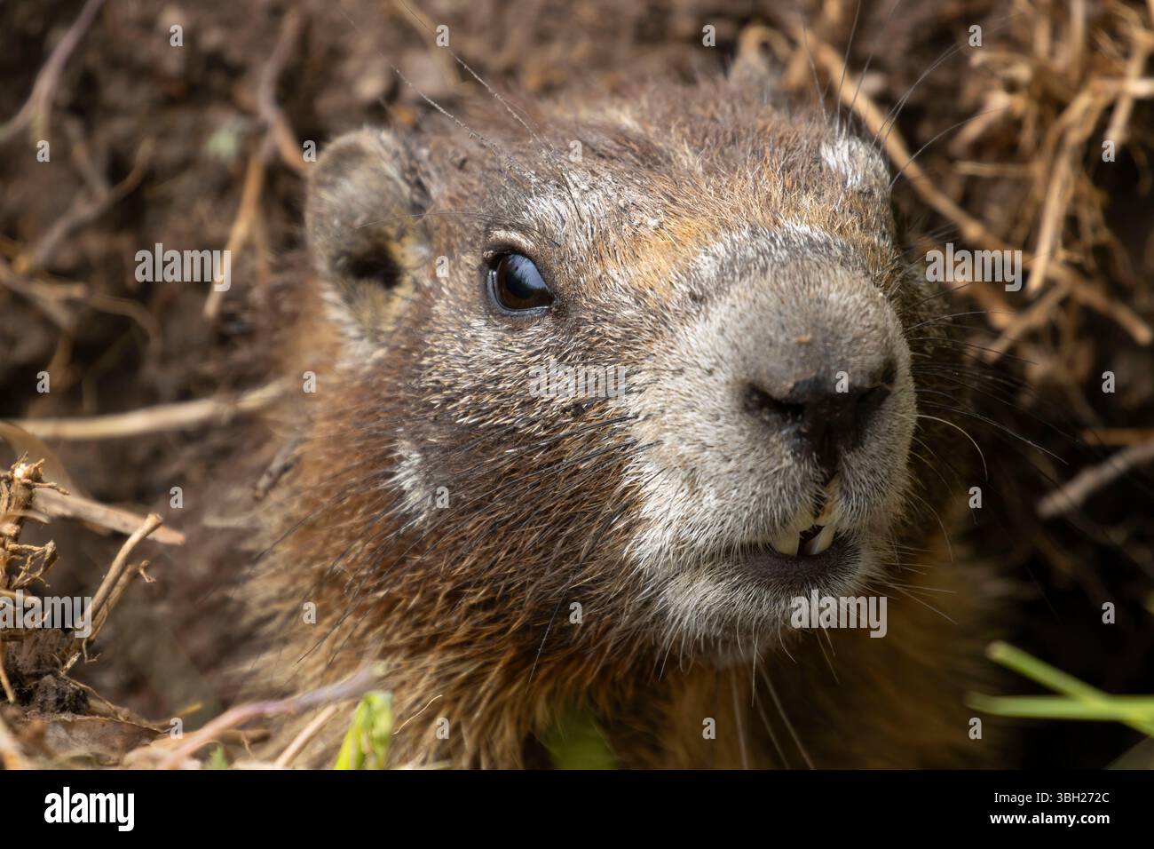 Marmotta con panciute gialle (Marmota flaviventris), Malheur National Wildlife Refuge, Oregon Foto Stock