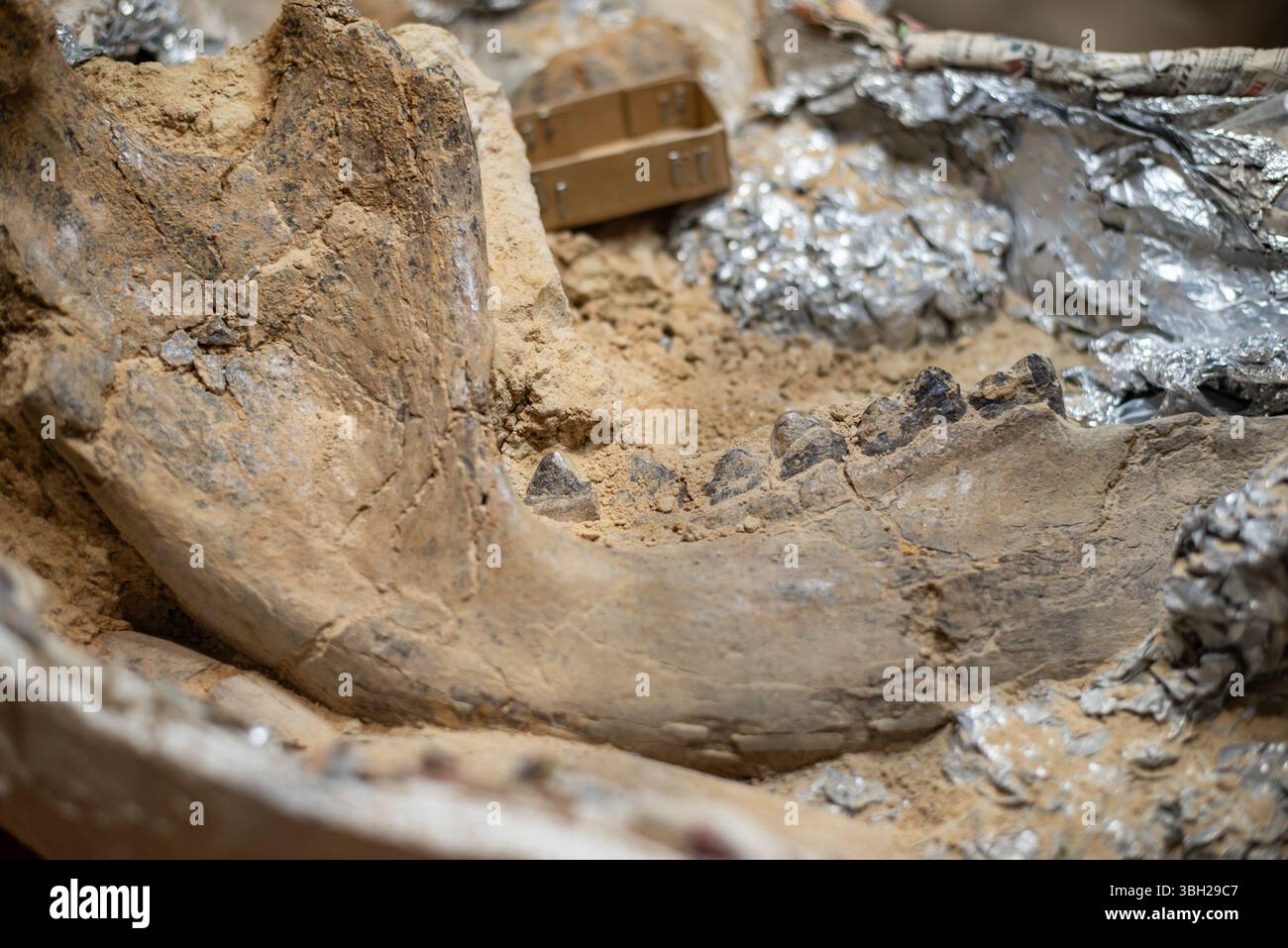 Ossa di dinosauro di Eromanga Foto Stock