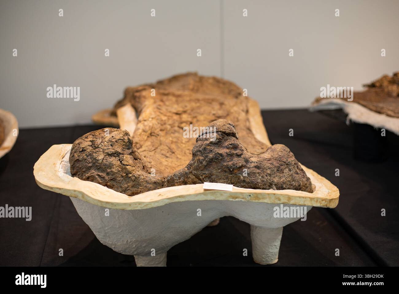 Ossa di dinosauro di Eromanga Foto Stock