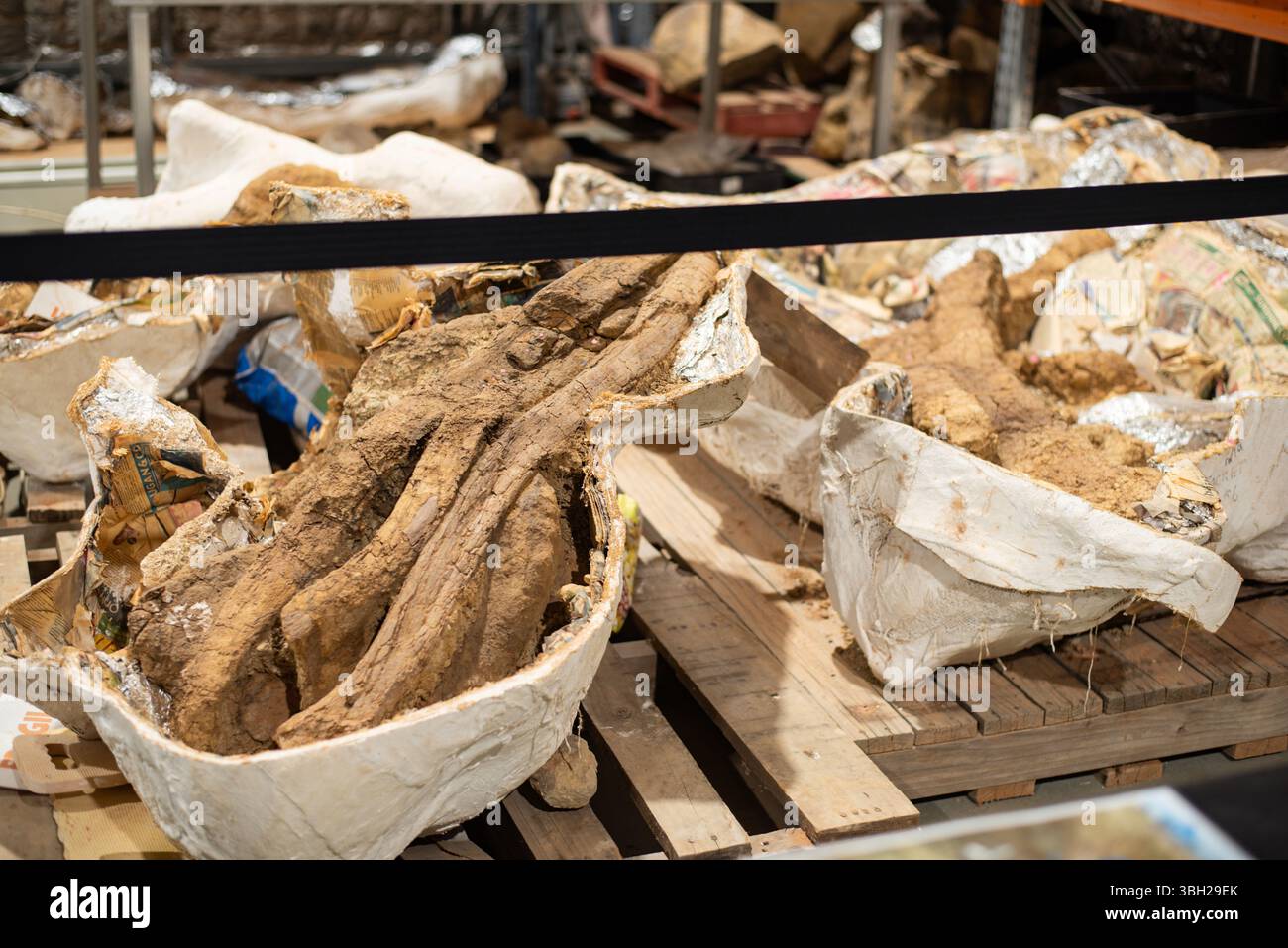 Ossa di dinosauro di Eromanga Foto Stock