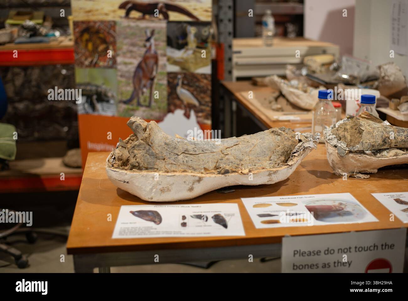 Ossa di dinosauro di Eromanga Foto Stock