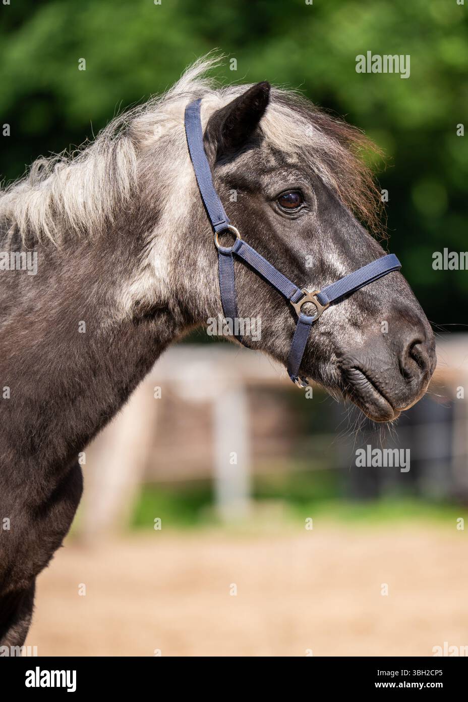 Faccia di un vecchio cavallo grigio con capelli argentati. Ritratto intimo di un animale che mostra grazia, dignità e la forza tranquilla dell'età Foto Stock