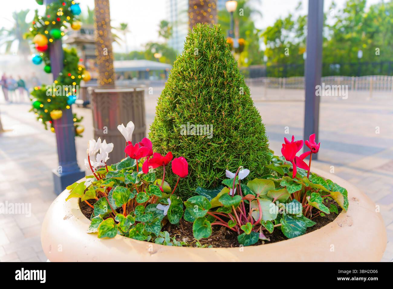 Los Angeles, California - 24 dicembre 2024: Vibrante disposizione di fiori di stagione, tra cui ciclamini, in una piantatrice decorativa all'ingresso della U Foto Stock