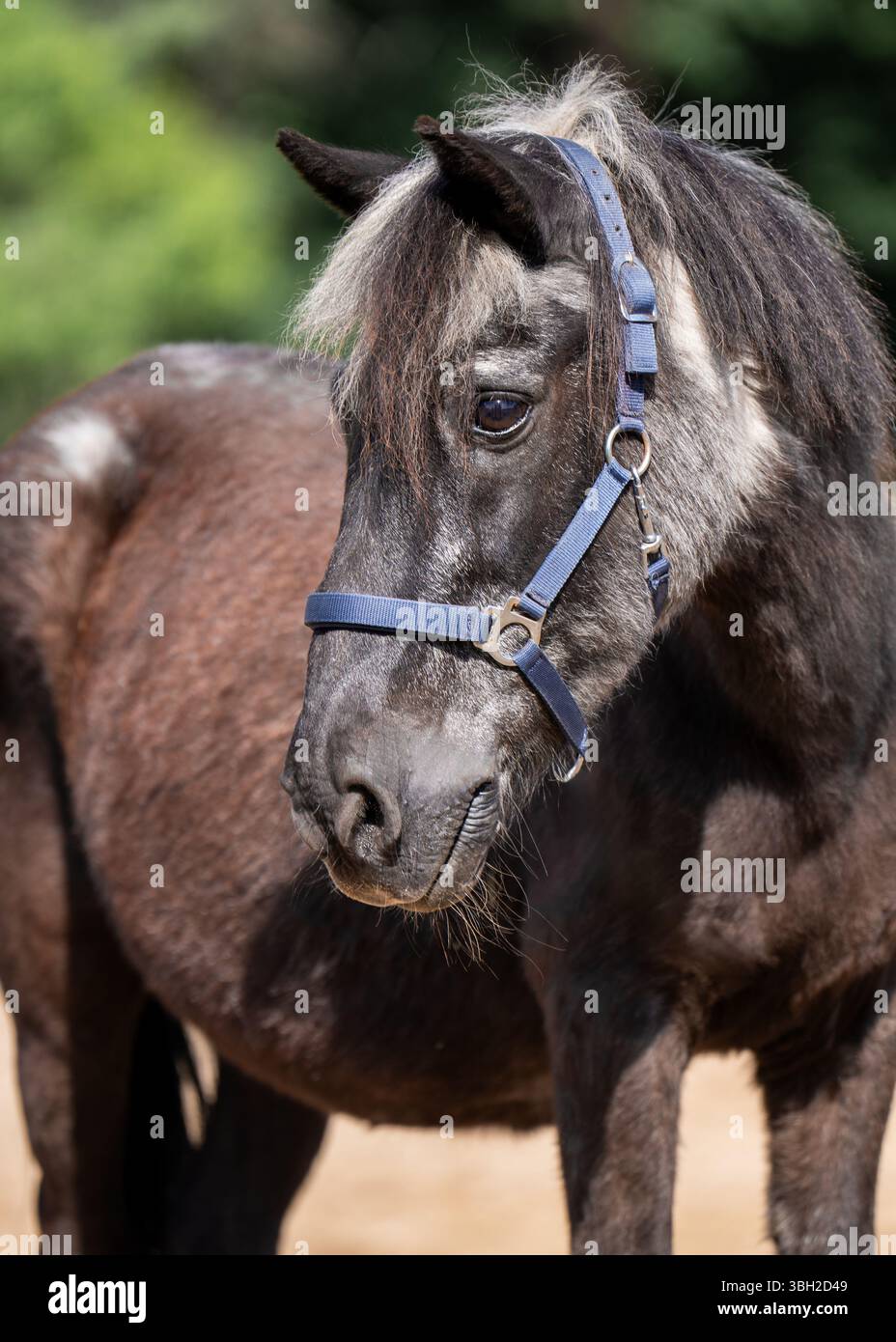 Vecchio cavallo in miniatura con criniera grigia e muso. Animale anziano carino che mostra segni di età e saggezza. Bellezza naturale e rustica e carattere gentile. Foto Stock