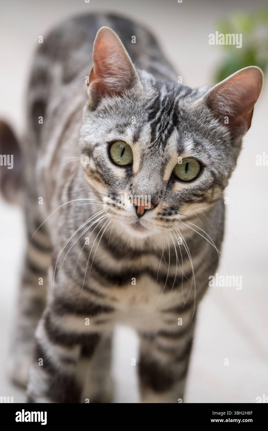 Primo piano di un gatto del Bengala d'argento che guarda la macchina fotografica con le distintive marcature tabby della razza e gli occhi verdi piercing Foto Stock