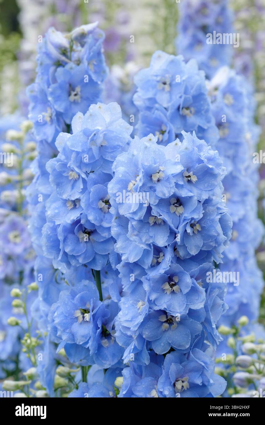 Candela Delphinium sfumature azzurre, candela Delphinium elatum sfumature azzurre, steli di fiori azzurri Foto Stock