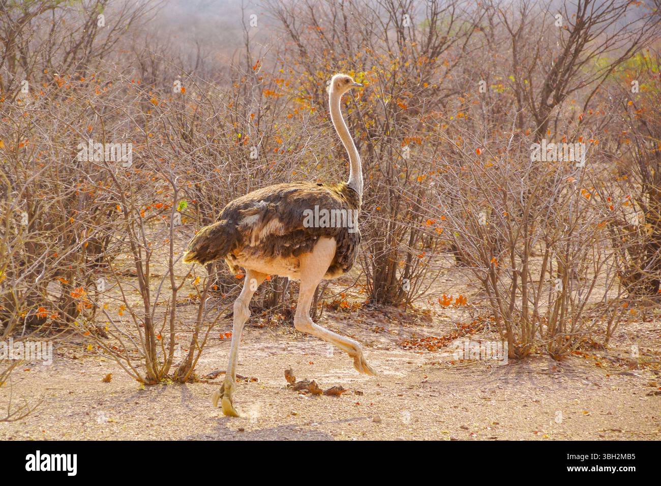 Struzzo comune (Struthio camelus) nella macchia della Namibia Foto Stock