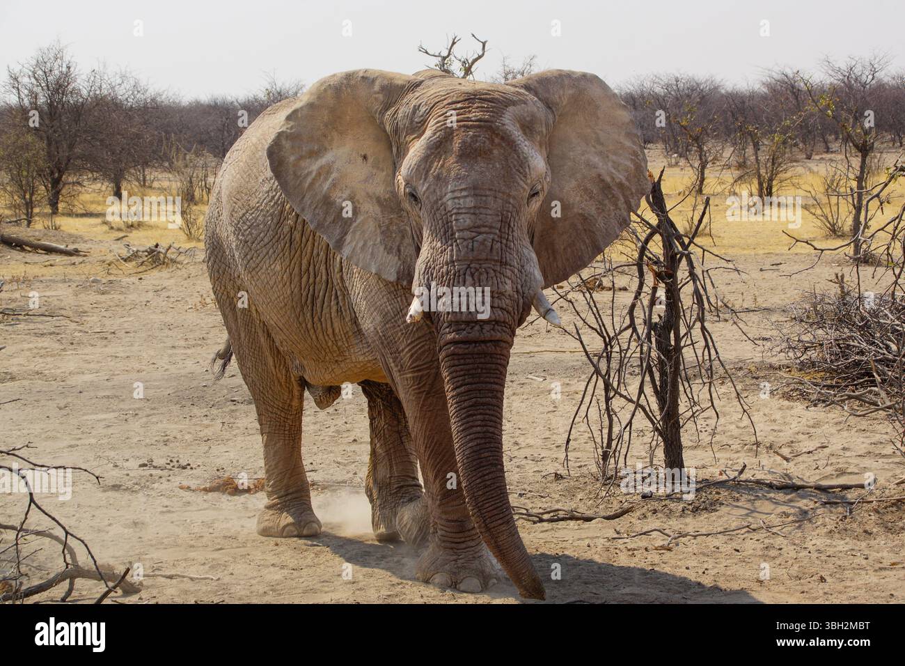 Vista frontale dell'elefante africano della savana (Loxodonta africana) nella savana del Nambia, Namibia, Africa Foto Stock