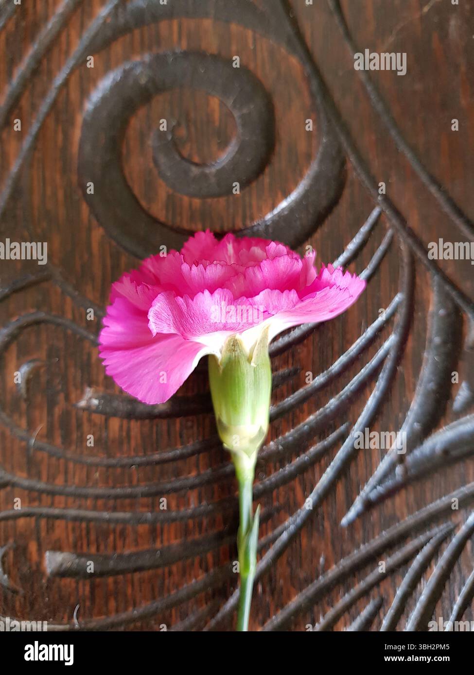 Fiore di garofano rosa appena tagliato su un tavolo in legno intagliato. Foto Stock