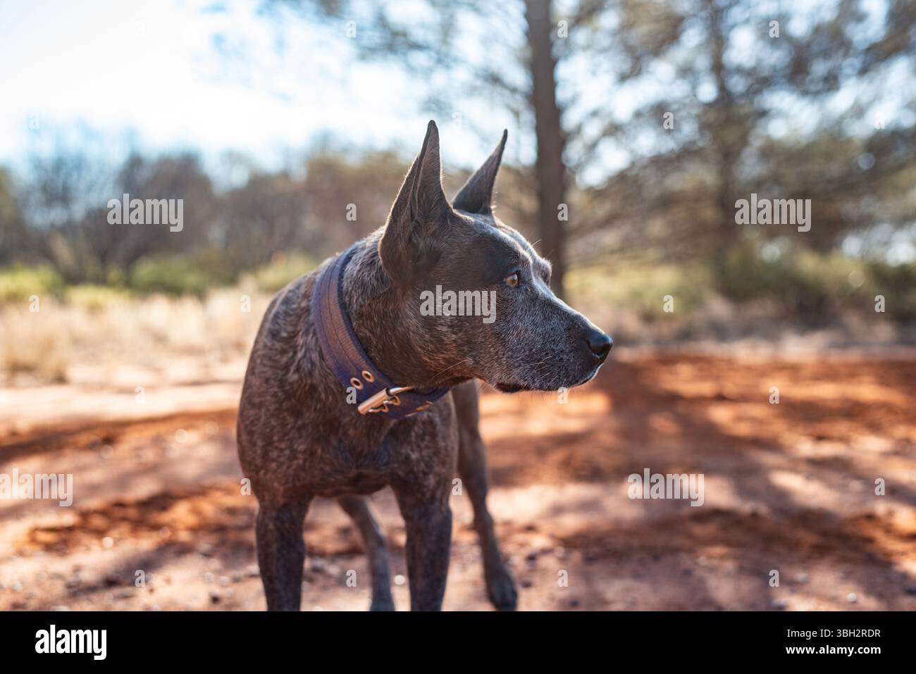 ritratto di un cane heeler blu da vicino Foto Stock